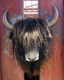 trim yak bull Chewbacca